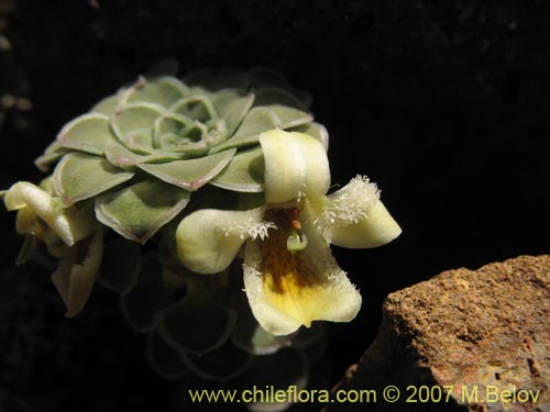 Bild von Viola atropurpurea (). Klicken Sie, um den Ausschnitt zu vergrössern.