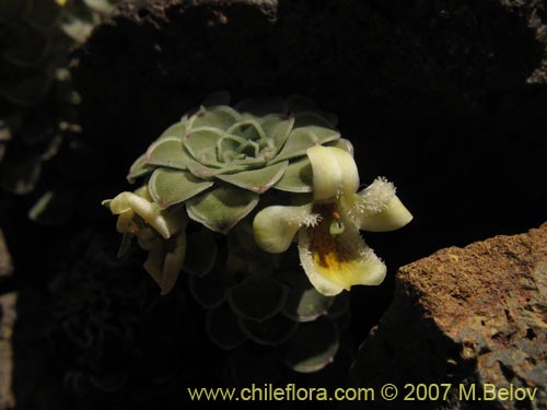 Imágen de Viola atropurpurea (). Haga un clic para aumentar parte de imágen.