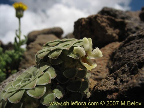 Image of Viola atropurpurea (). Click to enlarge parts of image.