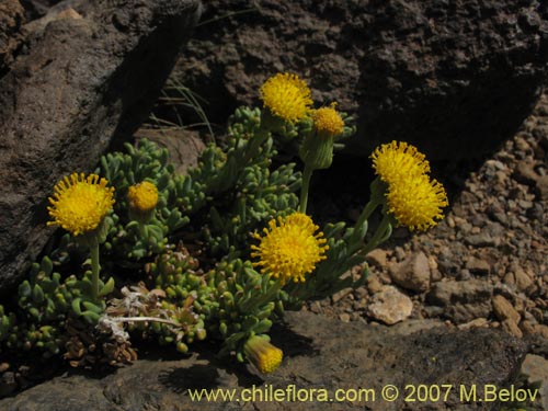 Senecio sp. #1320の写真