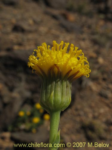 Senecio sp. #1320の写真