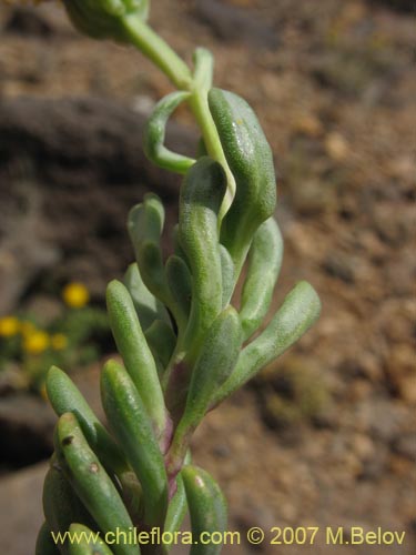 Bild von Senecio sp. #1320 (). Klicken Sie, um den Ausschnitt zu vergrössern.