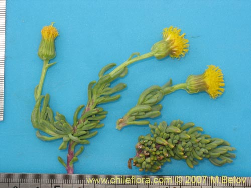 Senecio sp. #1320的照片