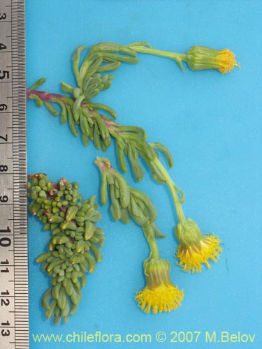 Image of Senecio sp. #1320 (). Click to enlarge parts of image.