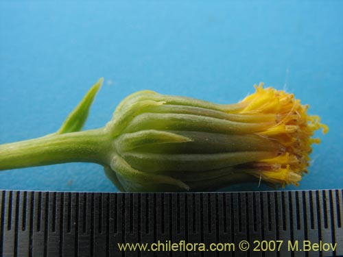 Senecio sp. #1320的照片