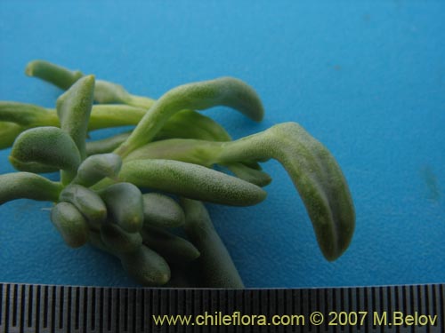 Image of Senecio sp. #1320 (). Click to enlarge parts of image.