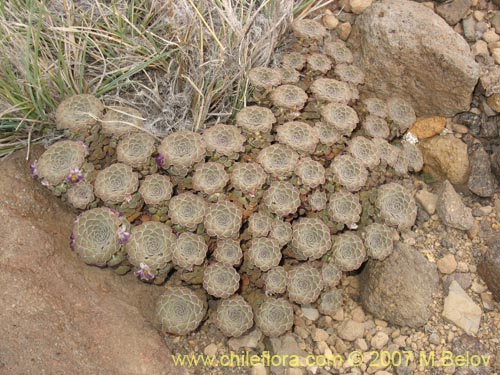 Imágen de Viola atropurpurea (). Haga un clic para aumentar parte de imágen.