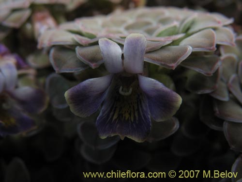 Imágen de Viola atropurpurea (). Haga un clic para aumentar parte de imágen.