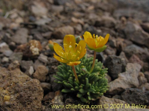 Portulacaceae sp. #1050的照片