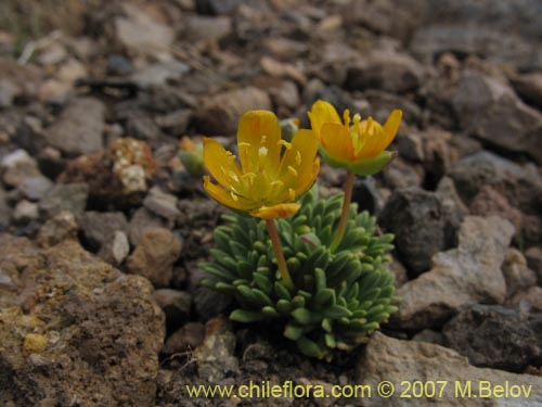 Portulacaceae sp. #1050の写真