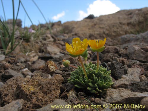 Portulacaceae sp. #1050の写真