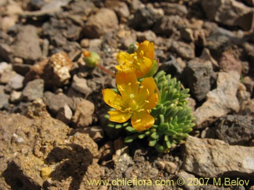 Imágen de Portulacaceae sp. #1050 (). Haga un clic para aumentar parte de imágen.