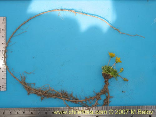 Image of Portulacaceae sp. #1050 (). Click to enlarge parts of image.