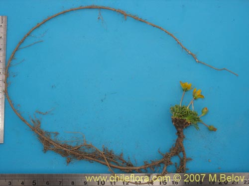 Image of Portulacaceae sp. #1050 (). Click to enlarge parts of image.