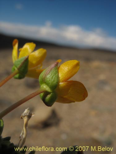 Portulacaceae sp. #1050的照片