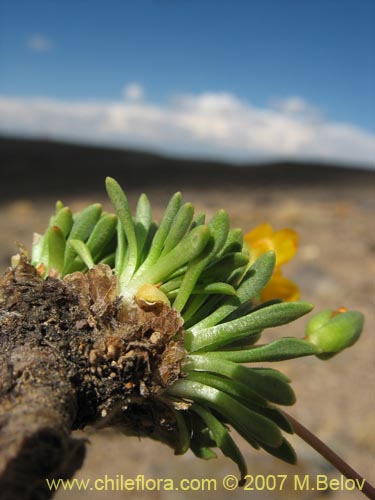 Imágen de Portulacaceae sp. #1050 (). Haga un clic para aumentar parte de imágen.