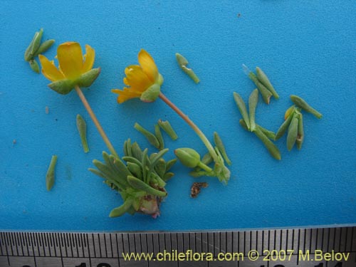 Portulacaceae sp. #1050的照片