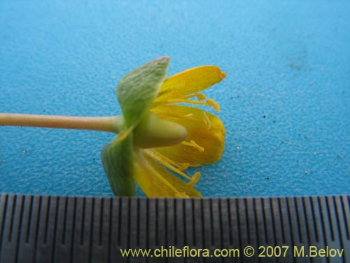 Image of Portulacaceae sp. #1050 (). Click to enlarge parts of image.