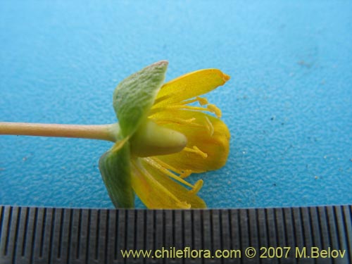 Image of Portulacaceae sp. #1050 (). Click to enlarge parts of image.