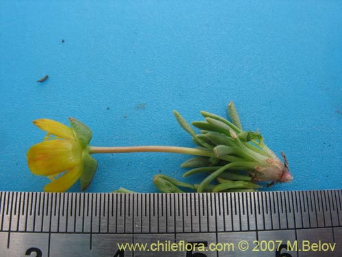 Portulacaceae sp. #1050의 사진