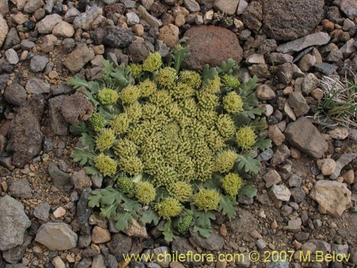 Фотография Nastanthus agglomeratus (Coliflor del cerro). Щелкните, чтобы увеличить вырез.