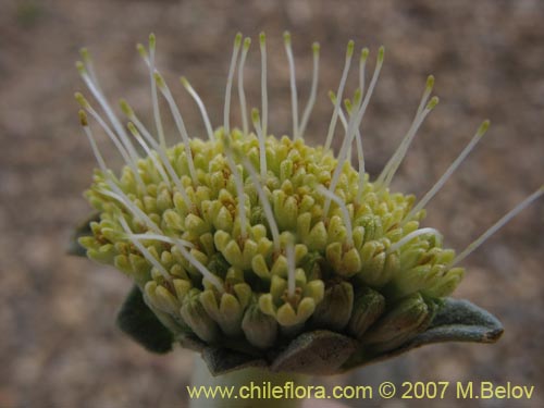 Фотография Nastanthus agglomeratus (Coliflor del cerro). Щелкните, чтобы увеличить вырез.