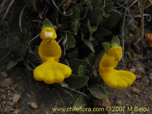 Image of Calceolaria polyrhiza (). Click to enlarge parts of image.