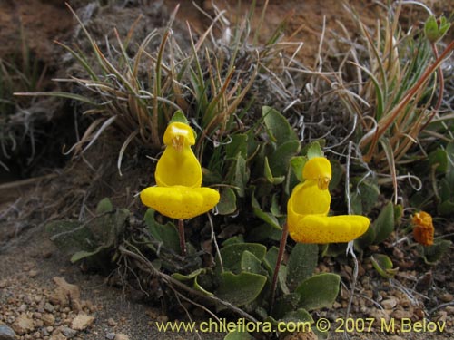 Image of Calceolaria polyrhiza (). Click to enlarge parts of image.