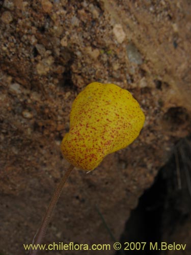 Фотография Calceolaria polyrhiza (). Щелкните, чтобы увеличить вырез.