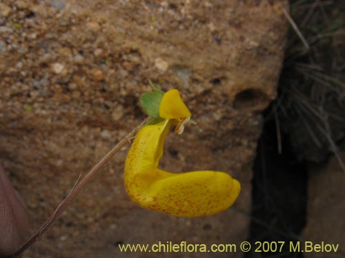 Image of Calceolaria polyrhiza (). Click to enlarge parts of image.