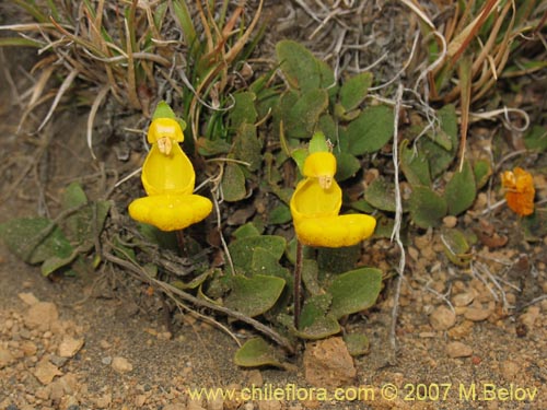 Фотография Calceolaria polyrhiza (). Щелкните, чтобы увеличить вырез.