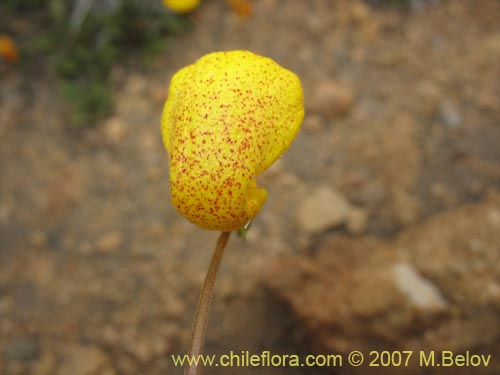 Bild von Calceolaria polyrhiza (). Klicken Sie, um den Ausschnitt zu vergrössern.