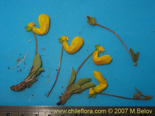 Фотография Calceolaria polyrhiza (). Щелкните, чтобы увеличить вырез.