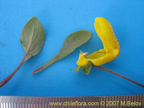 Image of Calceolaria polyrhiza (). Click to enlarge parts of image.