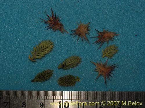 Image of Acaena caespitosa (). Click to enlarge parts of image.