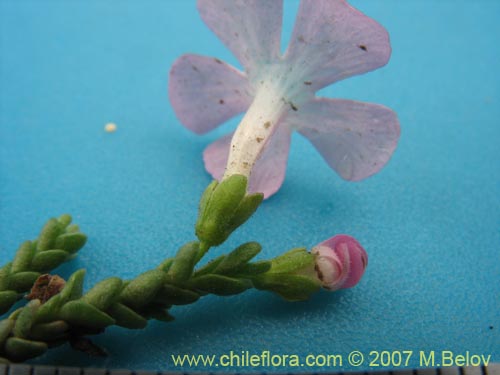 Image of Ourisia microphylla (Flor de las rocas). Click to enlarge parts of image.