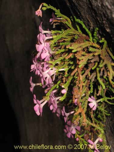 Image of Ourisia microphylla (Flor de las rocas). Click to enlarge parts of image.