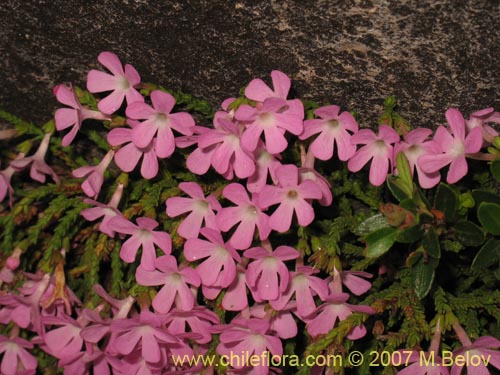 Фотография Ourisia microphylla (Flor de las rocas). Щелкните, чтобы увеличить вырез.