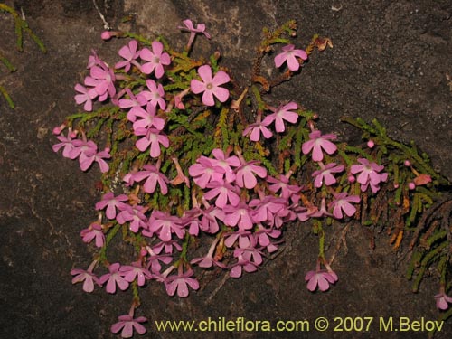 Фотография Ourisia microphylla (Flor de las rocas). Щелкните, чтобы увеличить вырез.