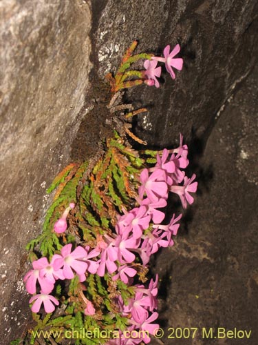 Image of Ourisia microphylla (Flor de las rocas). Click to enlarge parts of image.