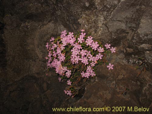 Фотография Ourisia microphylla (Flor de las rocas). Щелкните, чтобы увеличить вырез.