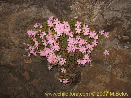 Фотография Ourisia microphylla (Flor de las rocas). Щелкните, чтобы увеличить вырез.