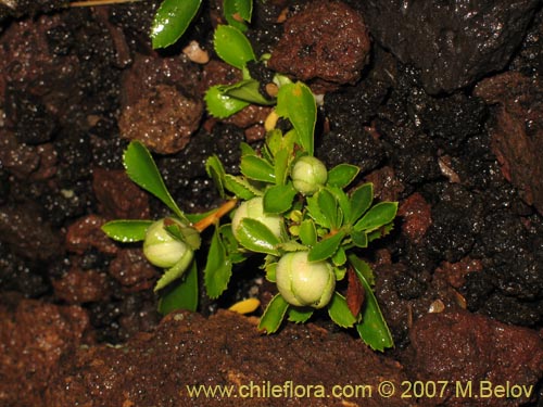 Imágen de Planta no identificada sp. #1914 (). Haga un clic para aumentar parte de imágen.