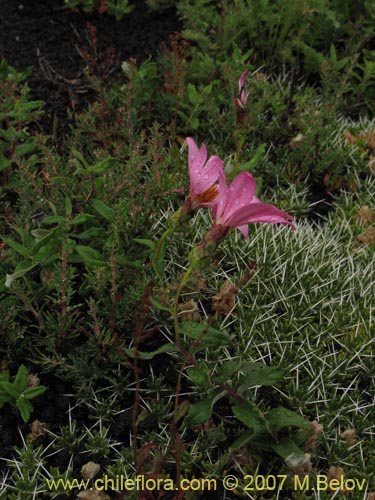 Bild von Mutisia oligodon (). Klicken Sie, um den Ausschnitt zu vergrössern.