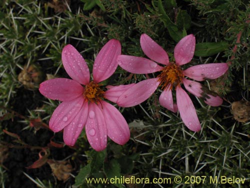 Bild von Mutisia oligodon (). Klicken Sie, um den Ausschnitt zu vergrössern.