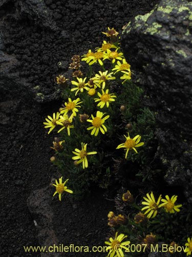 Фотография Senecio sp. #1525 (). Щелкните, чтобы увеличить вырез.