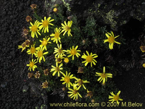 Senecio sp. #1525의 사진