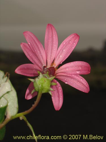 Bild von Mutisia oligodon (). Klicken Sie, um den Ausschnitt zu vergrössern.