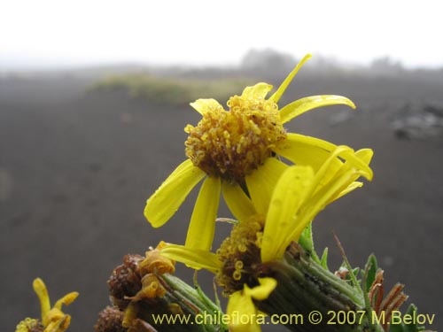 Imágen de Senecio sp. #1525 (). Haga un clic para aumentar parte de imágen.