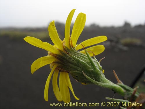 Senecio sp. #1525의 사진